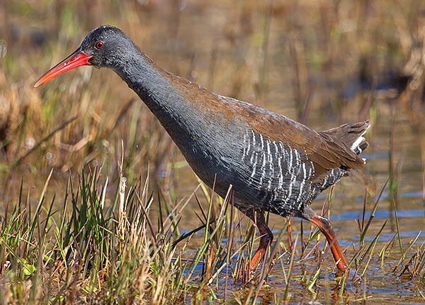African Rail